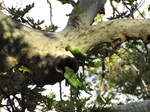 SX31117 Parrots in botanical garden.jpg